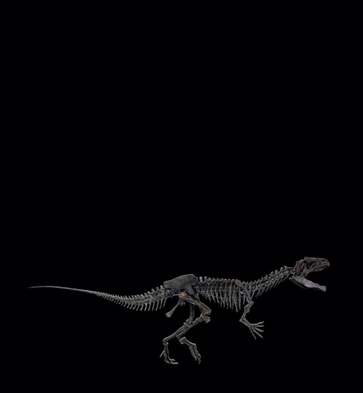 Dinosaur skeleton auction