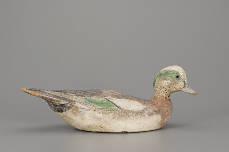 Ward Brothers' swimming wigeon