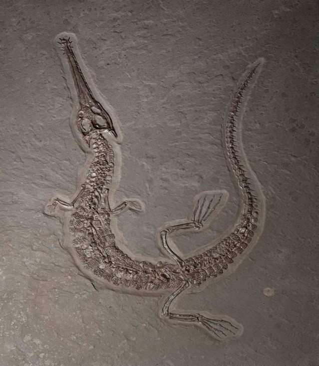 Crocodile Fossil Christies