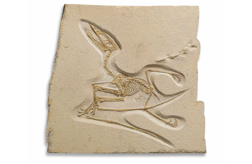 Germanodactylus Cristatus Pterosaur