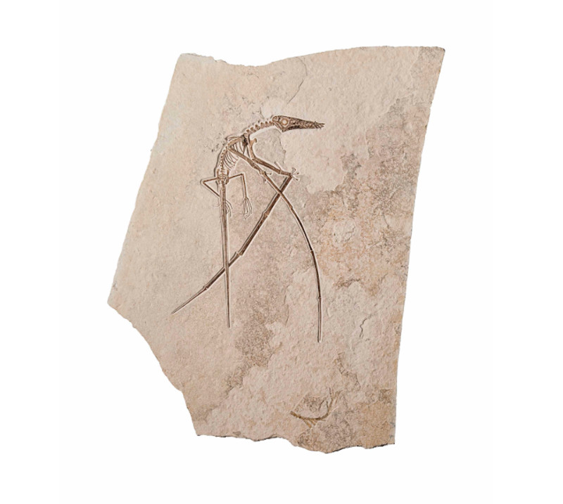 Rhamphorhyncus Muensteri Pterosaur