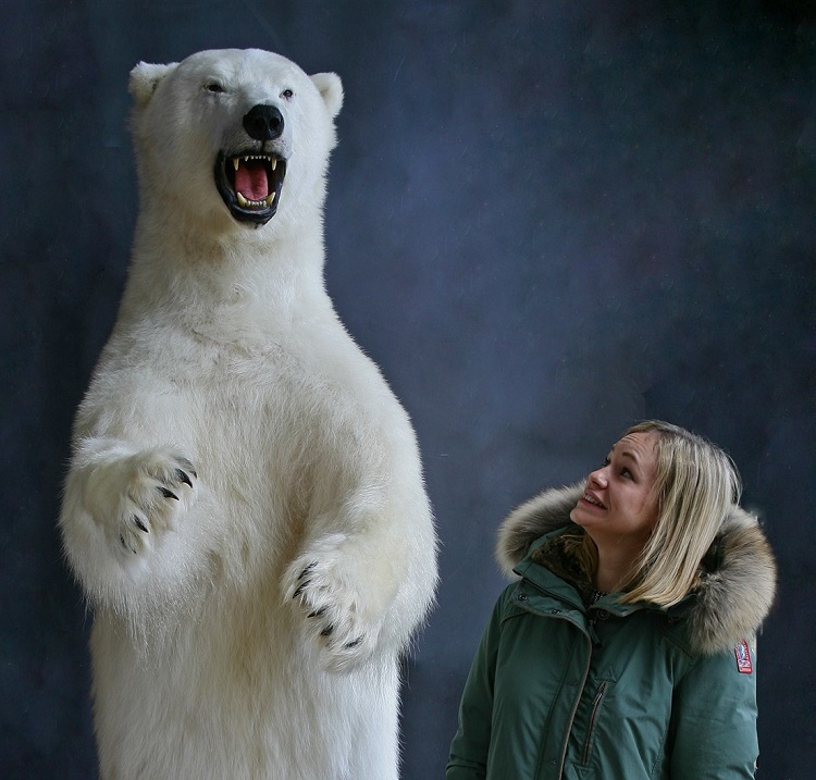 A taxidermy Canadian Polar Bear