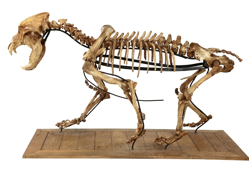 The complete skeleton of an Ice Age cave bear 