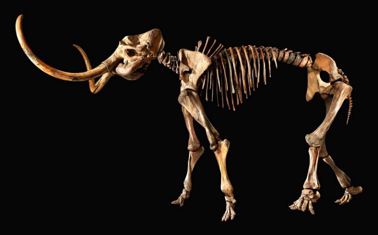 12,000-year-old Woolly Mammoth skeleton for sale at Sotheby's