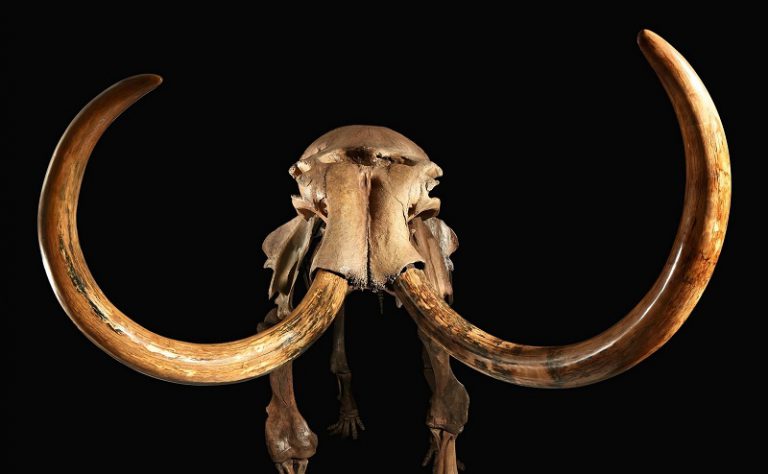 12,000-year-old Woolly Mammoth Skeleton For Sale At Sotheby's