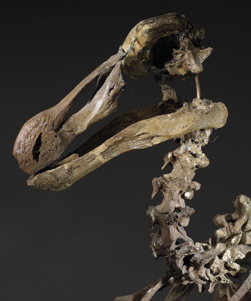 The Dodo skeleton is only the second example offered for auction in the past 100 years, and is expected to sell for £400,000 - £600,000