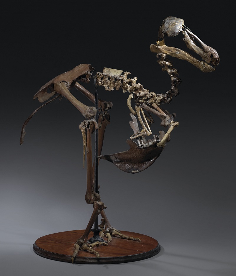 The Christie's specimen is the only-known 19th century Dodo skeleton left in private hands