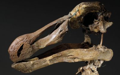 Dodo skeleton to auction at Christie's