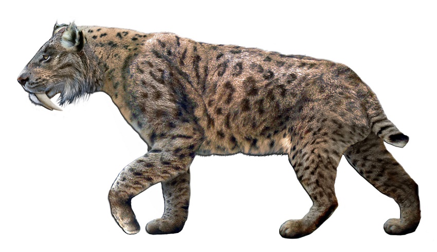 An artist's recreation of the Saber Tooth Cat (Smilodon fatalis), which lived predominantly in North America during the last Ice Age 