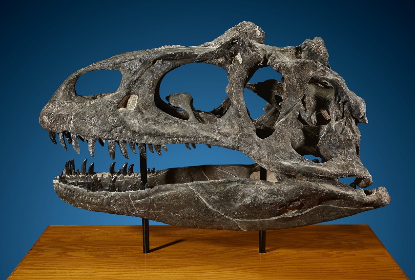 An Allosaurus skull, estimated at $250,000 - $350,000 