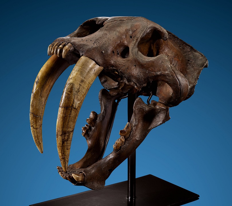 The Saber Tooth Cat skull is one of only 10 examples discovered in the La Brea Tar Pits that remains available to private collectors