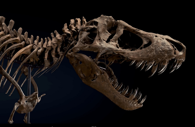 STAN the T-rex skeleton sells for world record $31.8 million at Christie's