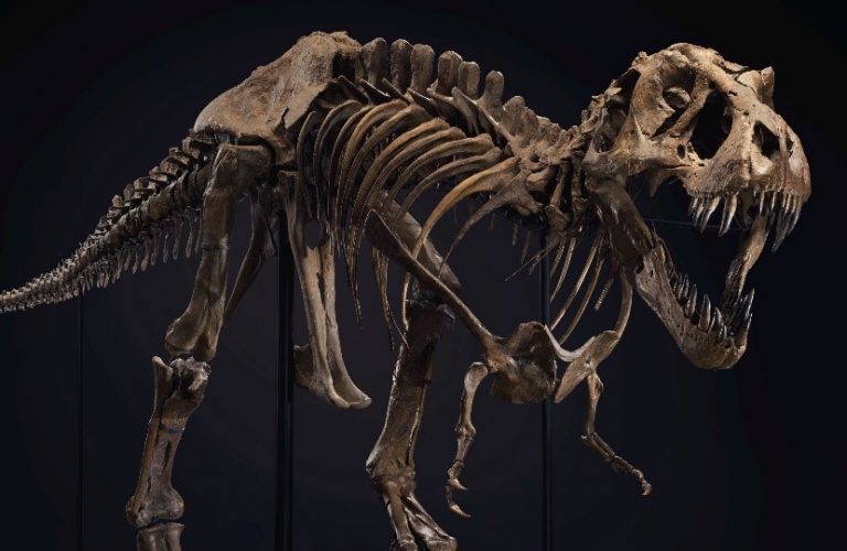 t rex skeleton for sale