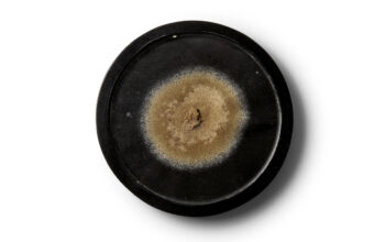 A medallion containing mould from the first penicillin