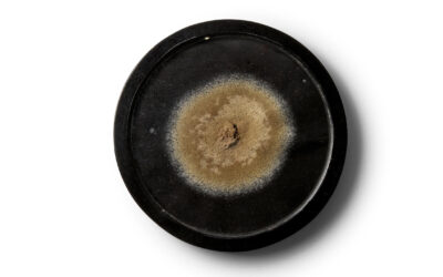 A medallion containing mould from the first penicillin