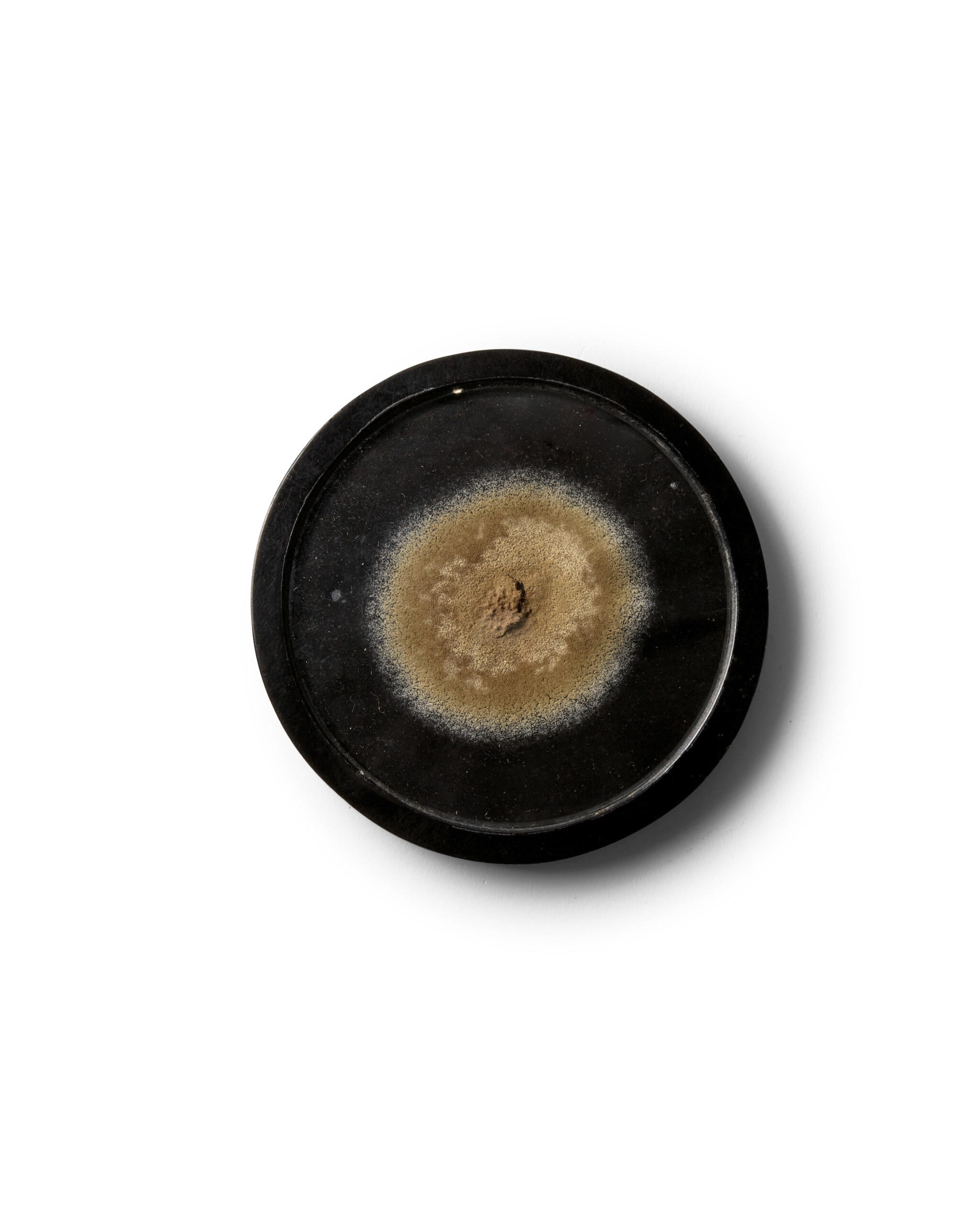 A medallion containing mould from the first penicillin