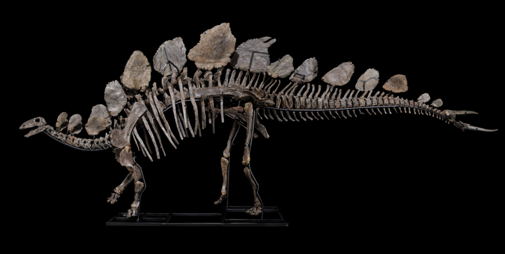 Stegosaurus skeleton