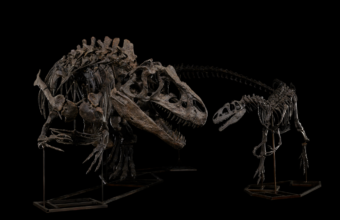 Adult and juvenile allosaurus skeletons.