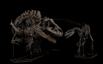 Adult and juvenile allosaurus skeletons.