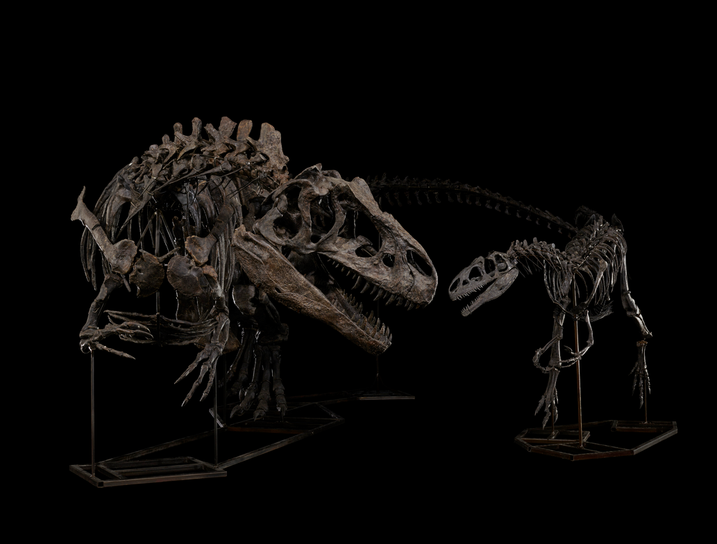 Adult and juvenile allosaurus skeletons.