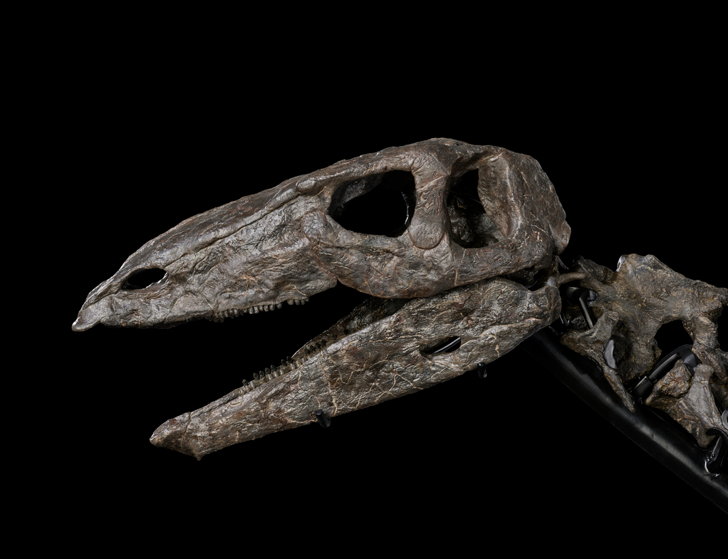 Skull of an alosaurus