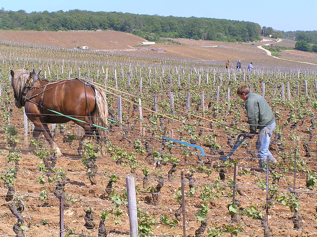 Domaine de la Romanée-Conti, traditional tilling by donkey