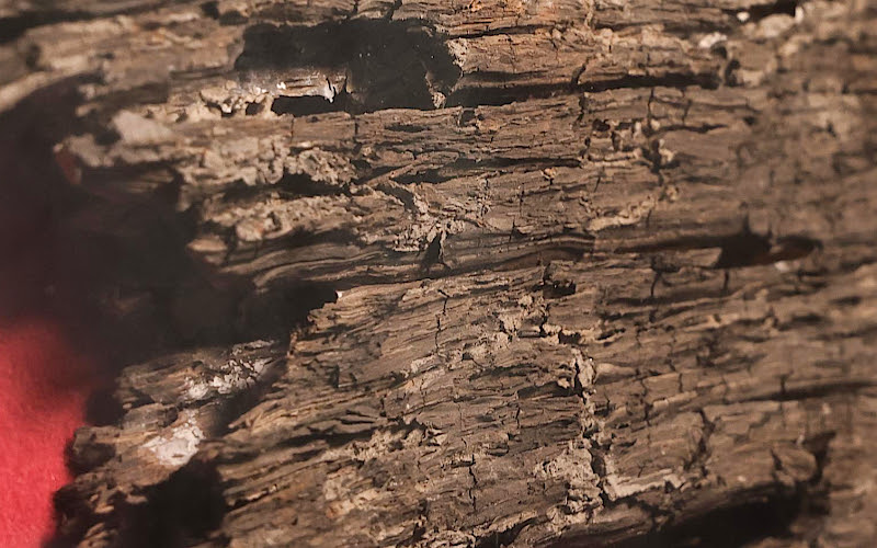 Fragment of oak timber from the wreck of the Tudor warship Mary Rose that sank in the Solent in 1545. 