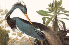 Audubon Birds of America plate
