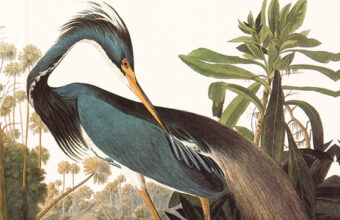 Audubon Birds of America plate