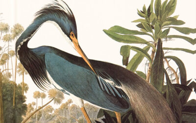 Audubon Birds of America plate