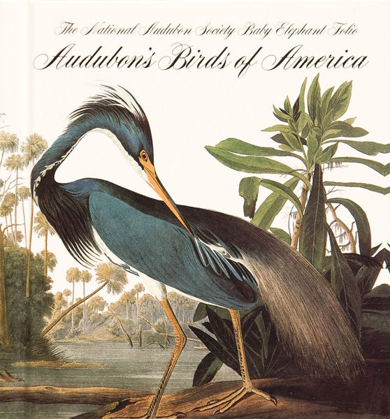 Audubon Birds of America plate