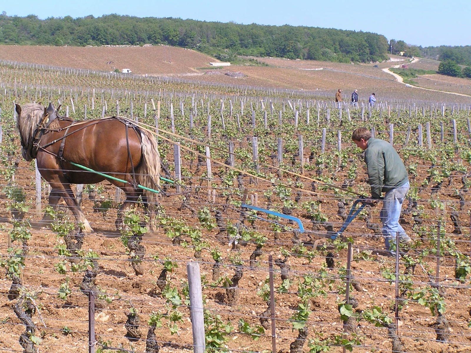 Domaine de la Romanée-Conti estate in Burgundy