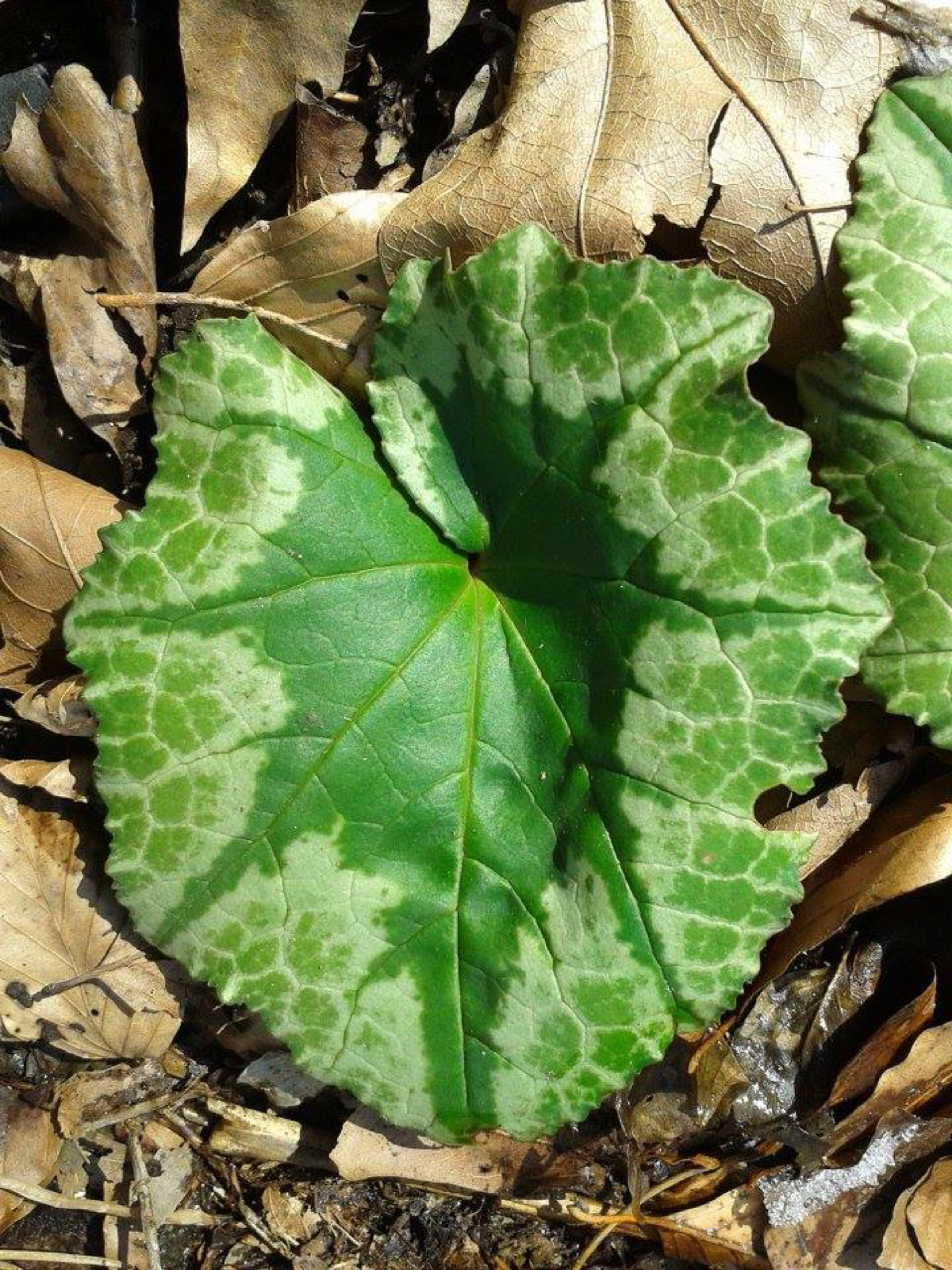 Fractal patterns recurring in nature